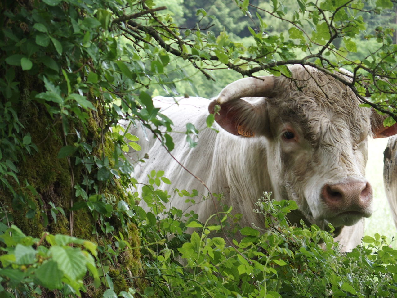 Aucune photo pour cette étape.
